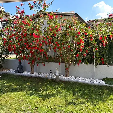 Borik Lea * 罗维尼